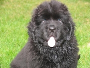 NEWFOUNDLAND  Puppies  For Sale  ® 9911293906 